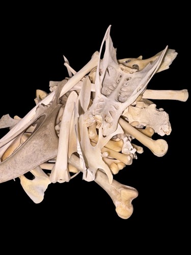 Medium small animal bones - 5, to