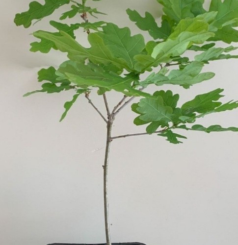 Quercus english oak tree - quercus,