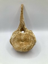Authentic Plesiosaur Vertebra