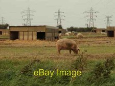 Photo 6x4 Pigs at Hermitage