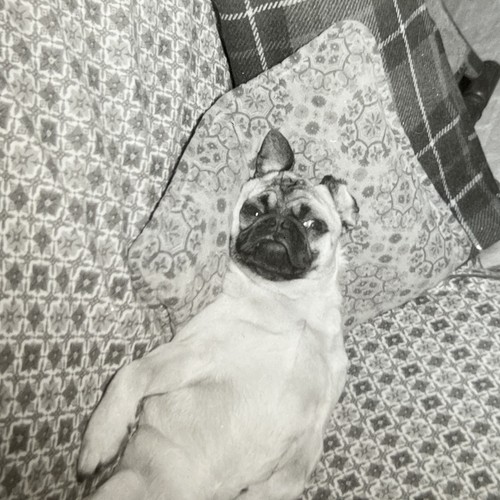 Vtg 1960s funny cute pug - pug, dog