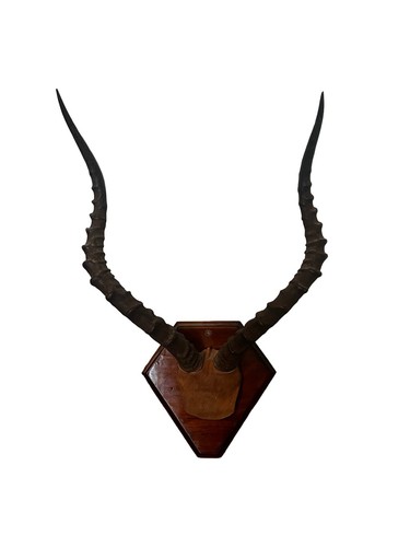 Antique taxidermy impala horns - taxidermy,