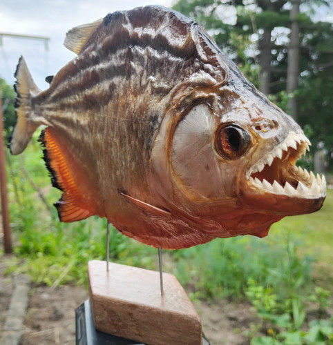 Large wild piranha fish mount - fish,