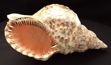 vintage extra  large conch shell , possibly a Tritons trumpet