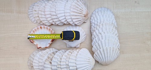 Pack natural scallop - 30,