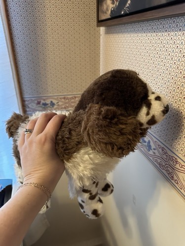 Ogilvy springer spaniel - ogilvy,