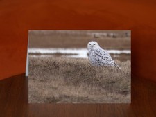 Snowy Owl - A5 Greeting Card