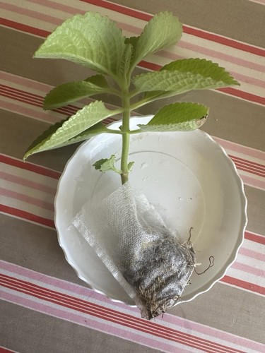 Mexican mint indian borage - mexican,