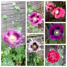 Papaver Poppy Seeds Giant