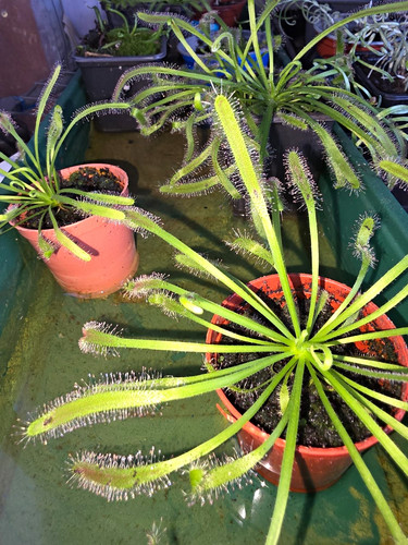 Drosera capensis giant - capensis, form