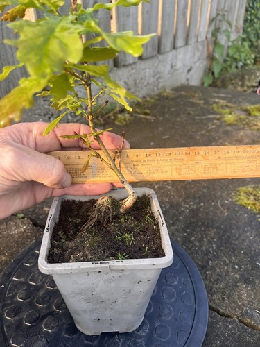 Oak bonsai starter tree - bonsai,