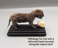 Pathology Fox Cub With