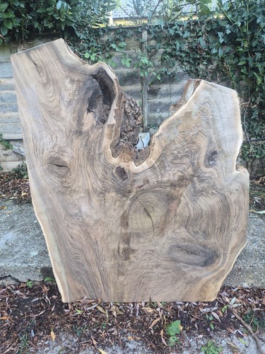Monster english walnut - walnut, crotch