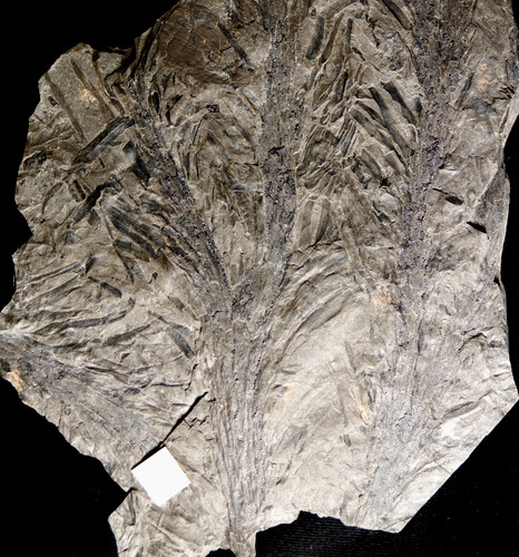 Big beautiful plant fossil