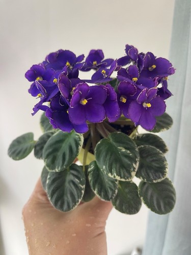 African violets two - african,