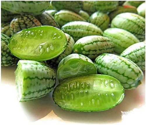 Cucamelon melothria scabra - melothria,