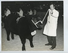 Panda Aberdeen Angus Champion