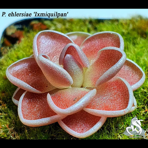 Pre sale pinguicula - pre-sale,