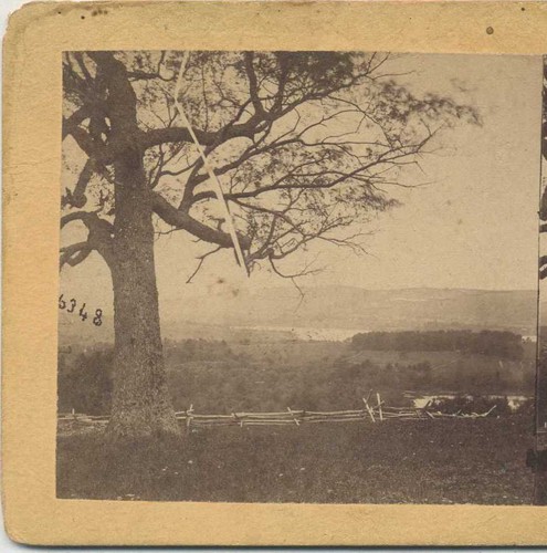 Tree hillside valley view - tree,