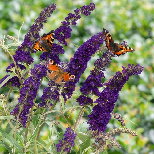 Buddleja black knight - black, dark