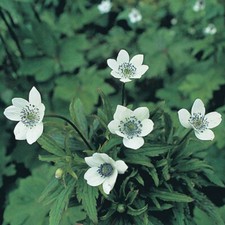Anemone leveillei windflower - anemone, 'windflower'