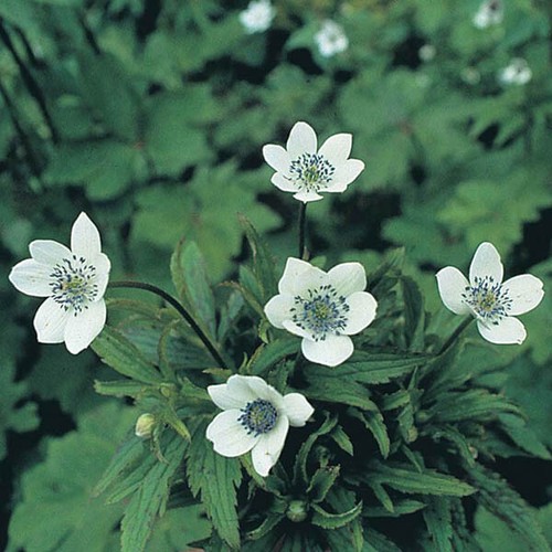Anemone leveillei windflower - anemone, 'windflower'