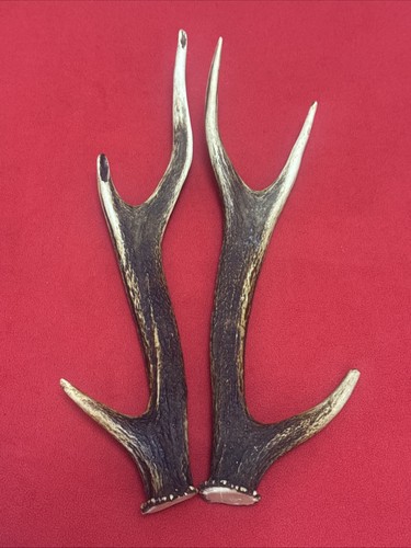 Pair sika deer - of, antlers
