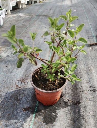 Minimum order salvia - 5,
