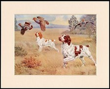 BRITTANY SPANIEL GREAT GUN DOG