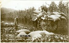 Hop Picking. Loading the Pokes RP