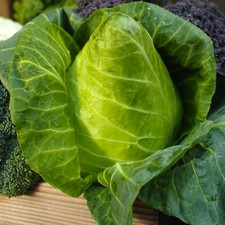 Vegetable Plants - Cabbage