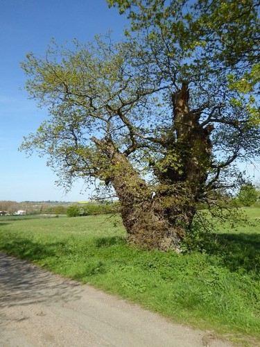 Photo 6x4 old oak tree - photo,