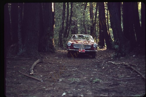 Volvo p1800 car woods - p1800, trees