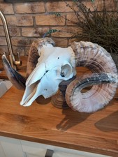 Taxidermy  Domestic Rams Skull