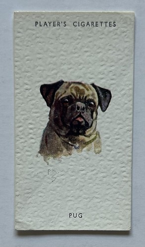 Player dogs heads pug - player’s,