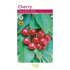 Stella Cherry Tree, Root