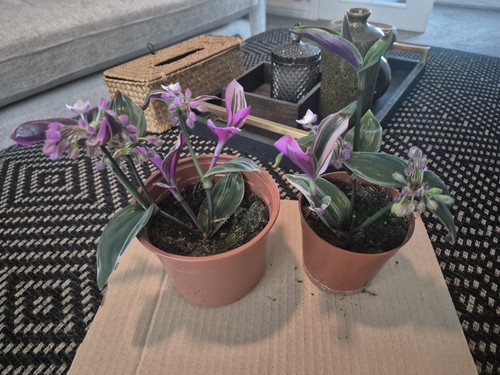 Pink tradescantia nanouk - pink,