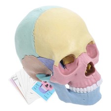 Human skull model for anatomy - model,