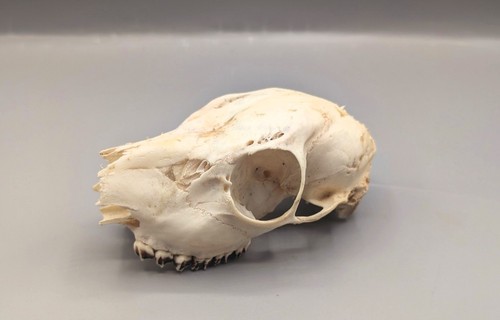 Roe doe skull bones - roe, skull,