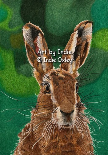 Hare print coloured pencils - print,,