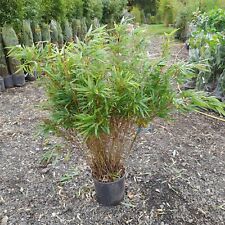 Bamboo FARGESIA RUFA Clumping bamboo 10L pot Bushy live screen 100-120cm tall