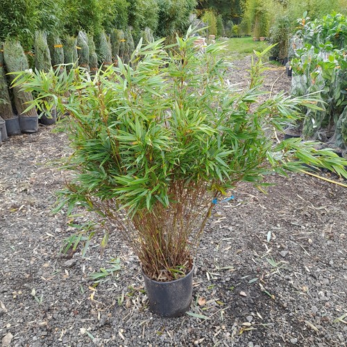 Bamboo fargesia rufa - bamboo,