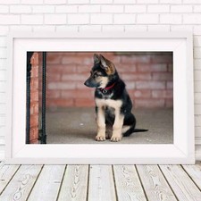 501324 GERMAN SHEPARD PUPPY DOG -   **** 16x12 WALL PRINT POSTER