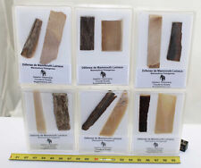 Genuine Woolly Mammoth Tusk