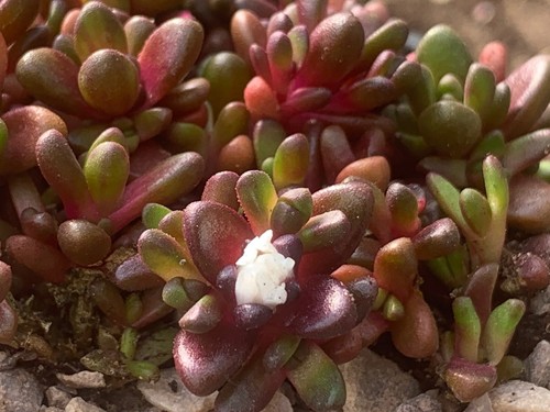 Ectotropis seanii hoganii - ectotropis, seanii-hoganii
