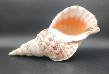 Huge! Extremely Rare!! 16"