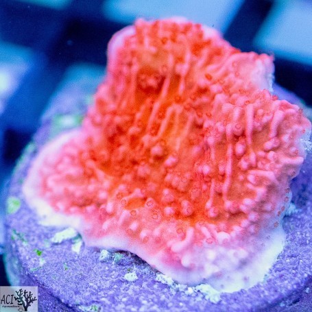 Aci cultured red montipora - aci,