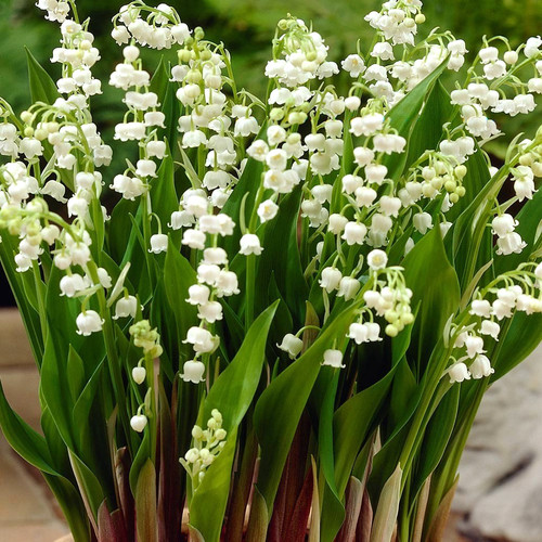 Xxl roots fragrant lily of - 5x,