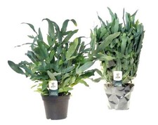 Phlebodium Aureum Blue Star