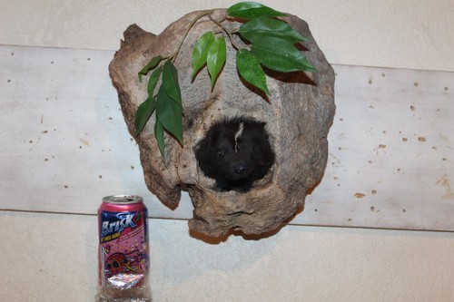 Striped skunk mount - skunk,
